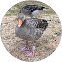 TickiWicki profile picture